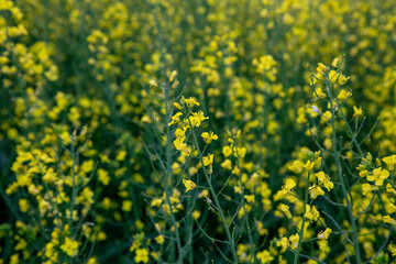 field of yellow flowers