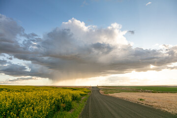 Fototapeta premium road in the field