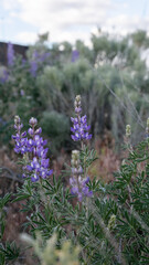 wild lavender in a field