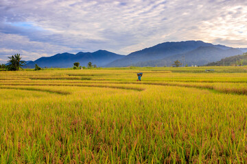 landscape A vast expanse of yellow rice fields in the morning with beautiful mountains in Indonesia