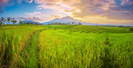 Fototapeta na wymiar panorama landscape A vast expanse of green rice fields in the morning with beautiful mountains in Indonesia
