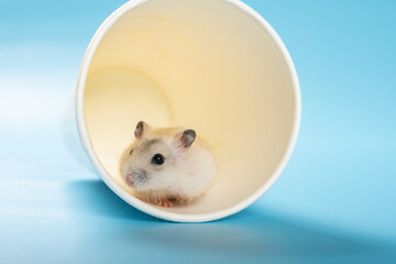a young pet hamster in a cup and looking out