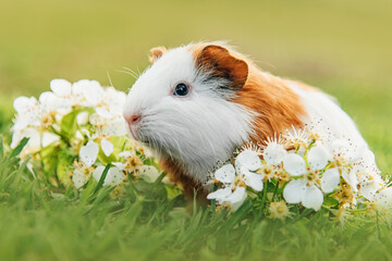 Guinea pig with white flowers in summer