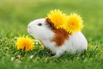 Guinea pig with the dandelion flowers in summer