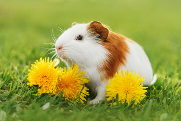 Guinea pig with the dandelion flowers in summer - Powered by Adobe