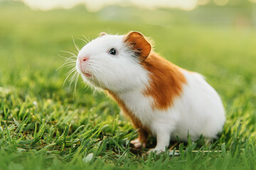 Little guinea pig in summer - 436120894