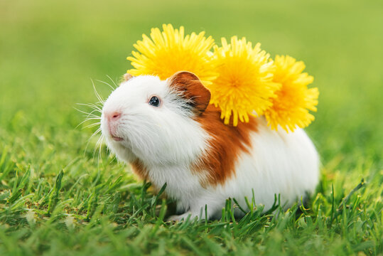 Guinea pig with the dandelion flowers in summer