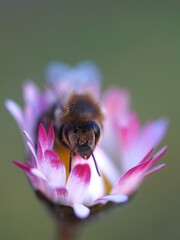 bee portrait on daisy flower