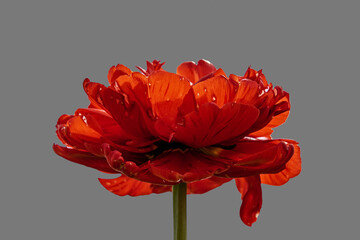 Red filled tulip on grey background.