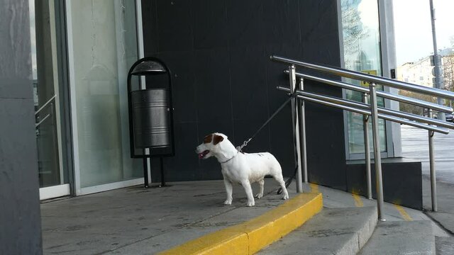 White puppy plays tied near by shop