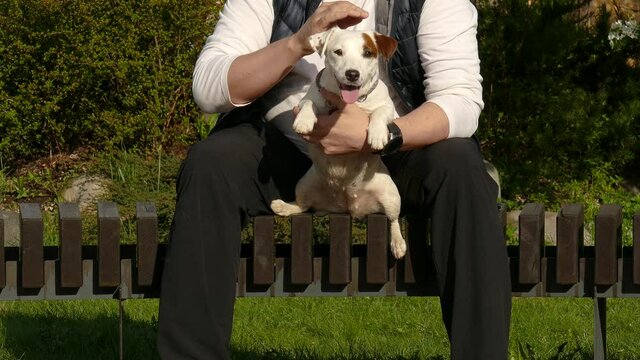 White puppy having rest outdoors