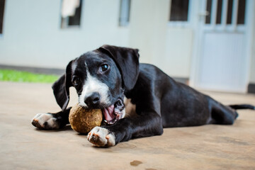 cachorro travieso pelota