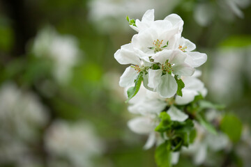 Obraz na płótnie Canvas White apple blossoms in springtime.