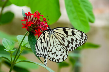 Graceful Paper kite butterfly feeding on nectar from the red flower. Background full of green leaves.