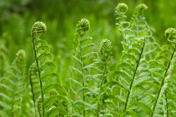 Springtime fiddleheads