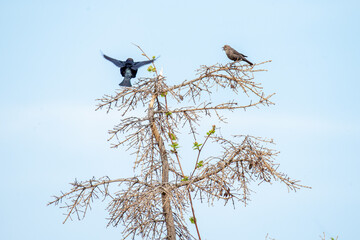 Two birds fighting over the same tree.