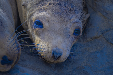 2021-05-27 SEAL PUP WITH SAD EYES
