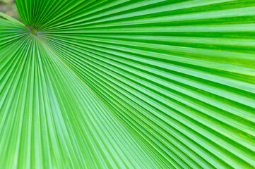 Close up of Palm Tree Leaf