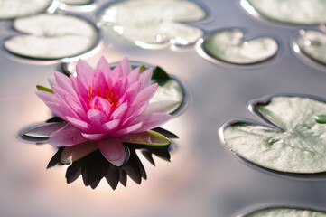 Pink Water Lily (backlighted)