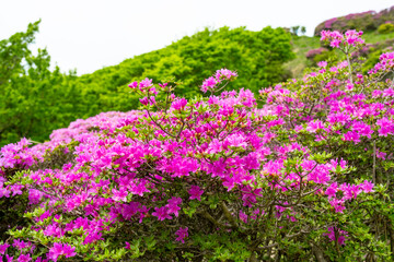 鶴見岳のミヤマキリシマ