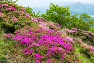 Obraz premium 鶴見岳のミヤマキリシマ
