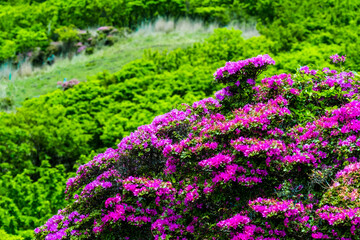 鶴見岳のミヤマキリシマ
