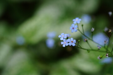 beautiful flowers and green leaves