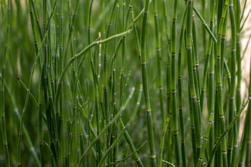 Prehistoric Horsetail Reed