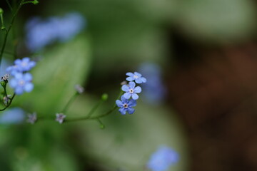 beautiful flowers and green leaves