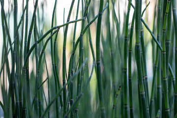 Prehistoric Horsetail Reed