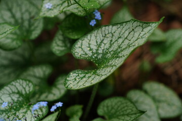 beautiful flowers and green leaves