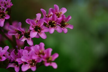 beautiful flowers and green leaves