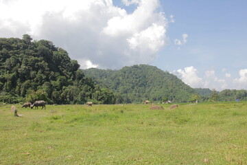Fototapeta premium there are many plants in south Lampung like in the forest but have a beautiful view
