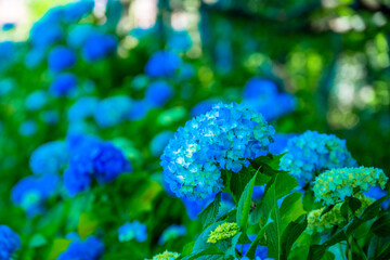 若宮八幡神社のアジサイ