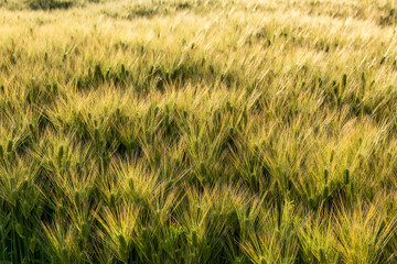 Bright green golden wheat growing in Japanese agriculture field illuminated by a soft sun light creating a nice texture.