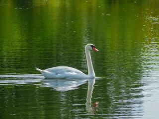 Mute swan swimming along the Huron river in Ann Arbor - Michigan