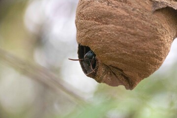 Close up of lesser banded hornet's nest with one hornet visible