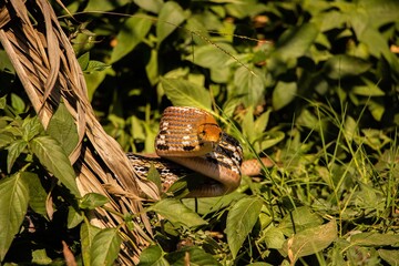 Radiated rat snake in the grass ready to strike