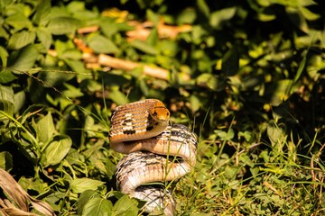 Radiated rat snake in the grass, coiled to strike