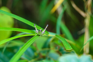 Green grasshopper looking at camera on green leaf