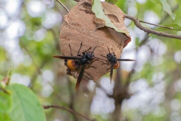 Lesser-banded hornet's nest in the forest with two visible hornets