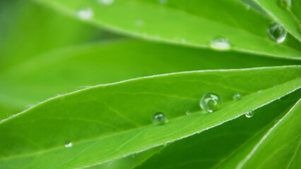 Water drops on the green tropical flowers. Close up