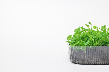 A large number of seedlings in a plastic container on a light background.