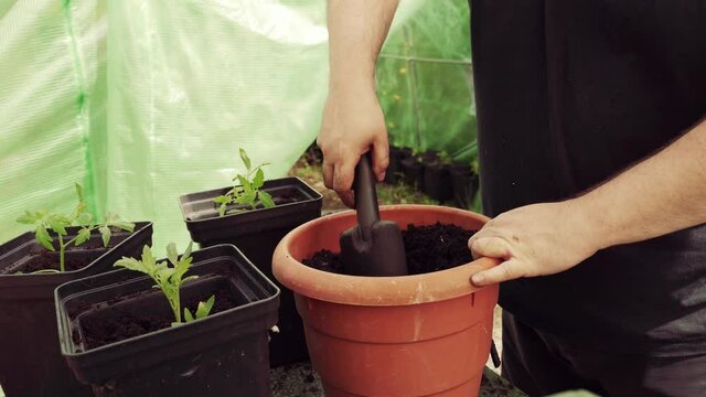 Hombre plantando tomateras en maceta para el invernadero