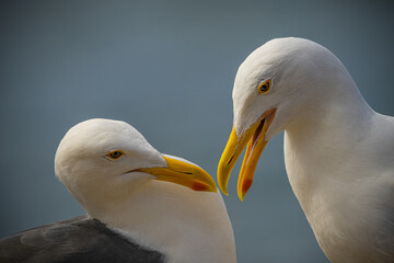 2021-05-27 TWO SEAGULLS FACE TO FACE ON THE CLIFFS IN LA JOLLA CALIFORNIA