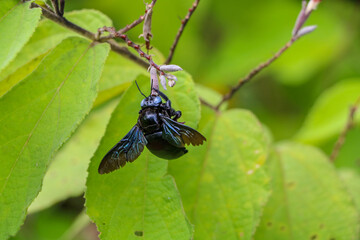 Tropical carpenter bee on a branch in Vientiane, Laos