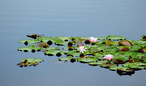 Wild water lillies in a pond