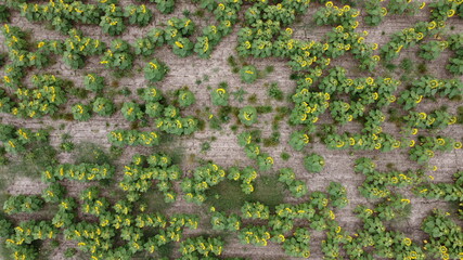 Fototapeta premium Overhead top down view over sunflower fields on a farm in rural agricultural land, Victoria, Australia