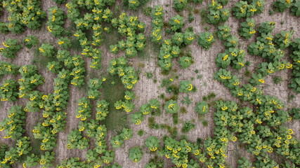 Overhead top down view over sunflower fields on a farm in rural agricultural land, Victoria, Australia