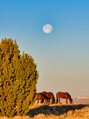 morning moon on the sky, wild horses on mojave desert, Nevada